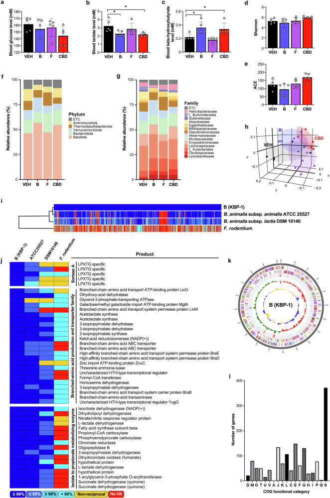 Treatment with Bifidobacterium animalis changes energy metabolism and the gut microbiome.a–c Blood glucose (a), lactate (b), and β-hydroxybutyrate (c) concentrations were measured (n = 5). d, e Effects of bacterial administration on the gut microbiota composition: α-diversity was analyzed through the Shannon (d) and ACE indices (e) in the VEH, bacteria B (Bifidobacterium animalis), bacteria F (Faecalibaculum rodentium) and CBD treatment groups, as determined by 16S rDNA amplicon sequencing (n = 5). f, g The relative abundance of bacteria at the phylum (f) and family (g) levels (n = 5). h β-Diversity analysis was performed with unweighted UniFrac metrics (n = 5). i, j Comparative analysis using publicly available databases and whole-genome sequences was performed via the UPGMA dendrogram method to construct a neighbor-joining tree based on the OrthoANI distance matrix and represented in Newick format (i). The pairwise ortholog matrix table was generated and visualized with color to reflect the degree of similarity between the corresponding sequences (j). k The pseudochromosome was drawn from 2 contigs. The outermost ring depicts the contigs. The next inner ring uses color codes to represent the CDS information analyzed on the forward strand, whereas the following inner ring displays the CDS information from the reverse strand. Moving inward, the fourth ring indicates tRNA (blue) and rRNA (red) locations. The innermost rings show the GC skew metrics (green for values higher than the average and red for values lower than the average) and the GC ratio metrics (blue for values higher than the average and yellow for lower values). Both the GC skew and the GC ratio metrics are presented at 10-kb intervals. l Analysis of COG functional categories and the number of genes within them for KBP-1: D, 19; M, 79; O, 51; T, 50; U, 15; V, 43; A, 1; J, 134; K, 69; L, 106; C, 41; E, 148; F, 61; G, 130; H, 28, I, 32, P, 77; Q, 3; and S, 372. The COG functional categories are described in Supplementary Table 2. *P < 0.05.