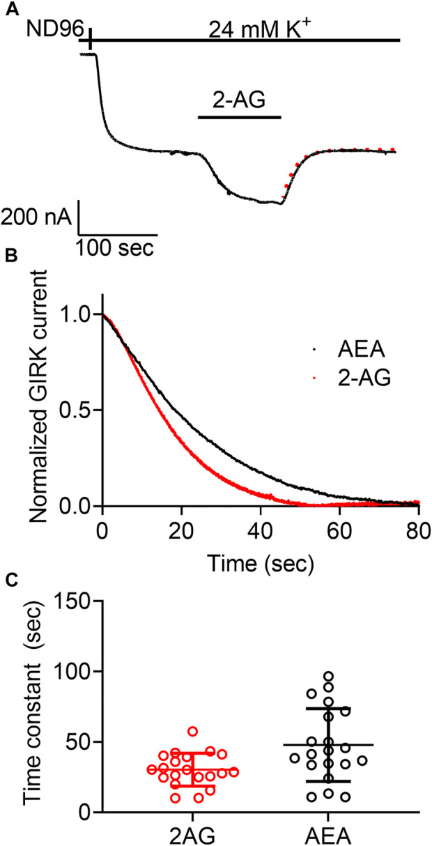 Measurement of the dissociation of agonist from the CB1 receptor by measuring the deactivation of CB1 receptor-evoked GIRK current following agonist washout. (A) An example from one oocyte. Current evoked by 2-AG was deactivated by washout of the2-AG. The dashed red line represents an exponential fit to the decay of the current. (B) A comparison of the decay of GIRK currents evoked by AEA (black) or 2-AG (red) following washout of the agonist at time zero. The currents were normalized to enable comparison between the two recordings. (C) Results from 20 oocytes with each agonist. The time constant of the decay of AEA-evoked currents is significantly higher than that of 2-AG evoked currents.