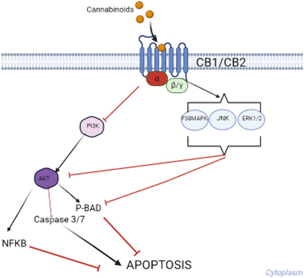 Potential signaling pathways for cannabinoids induction of apoptosis. The cannabinoids interact with protein G coupled CB1 or CB2 receptors. This activates MAP kinases which inhibit AKT and BAD phosphorylation. In parallel, PI3K is inhibited affecting AKT activation, BAD phosphorylation and NFKB activation, and releasing the inhibition of caspases 3 and 7 (drawed with Biorender on 30-03-2024 based on [9, 16, 17, 19]