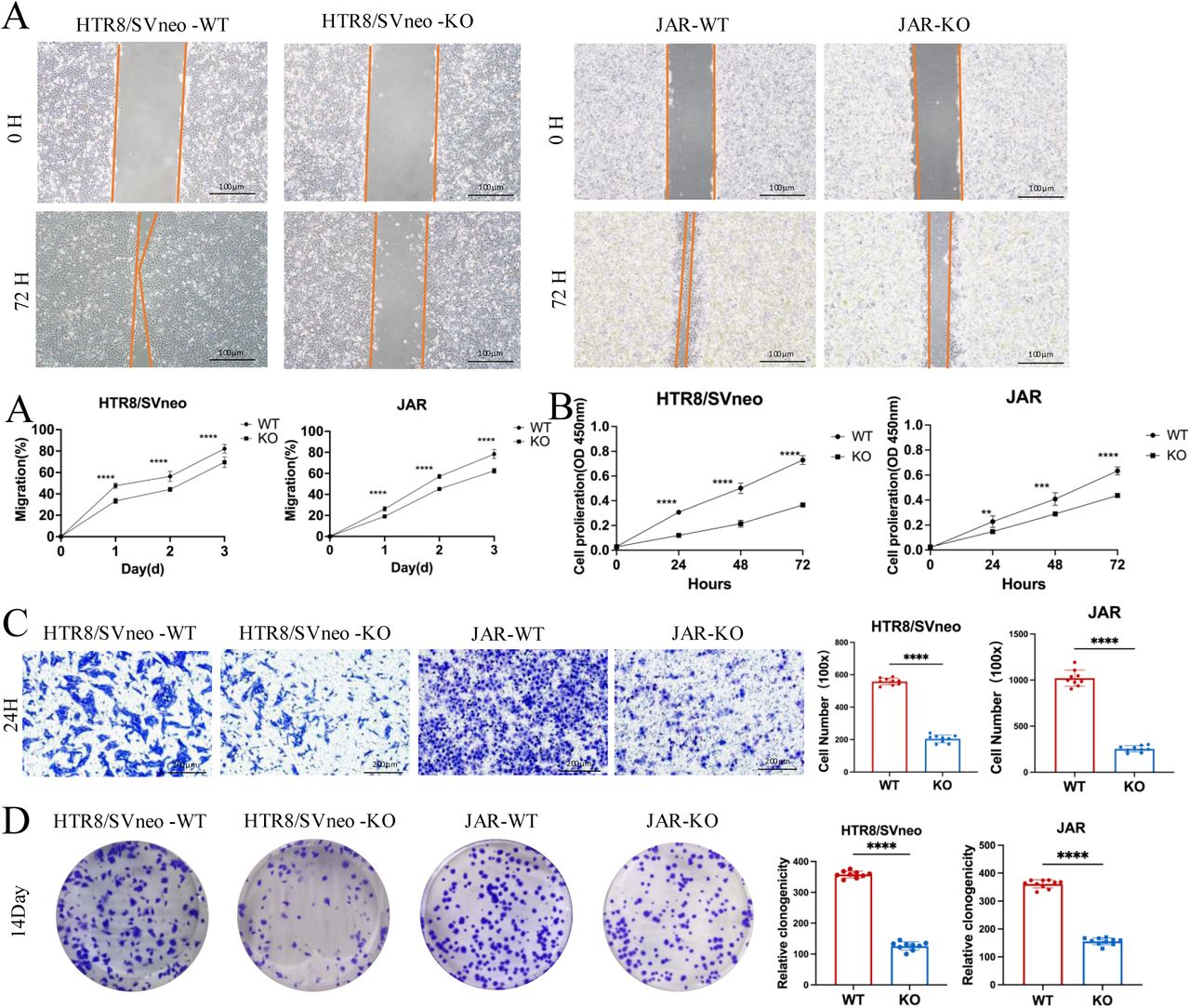 Effects of ACVR2A knockout on trophoblast cell function.(A) Cell scratch assay was conducted in a six-well plate to assess alterations in the migration ability of HTR8/SVneo and JAR cells following ACVR2A gene knockout. Three visual fields were randomly selected under a 100× microscope for continuous observation, calculation, and difference analysis. Scale bar: 100 µm.(B) CCK-8 method was employed to assess the proliferation of HTR8/SVneo and JAR cells after ACVR2A gene knockout.(C) Cell invasion was quantified by counting cells in 5 randomly selected fields of view at 300× magnification. Images shown in the figure were captured at lower magnification (100×) to provide an overview of the experimental and control groups. Scale bar: 200µm.(D) Colony formation was detected by single-cell clone assay. Colony formation assay conducted in a six-well plate to assess changes in the individual cell proliferation capacity of HTR8/SVneo and JAR cells following ACVR2A gene knockout. Colony formation assays were repeated independently at least 10 times to ensure reproducibility. The results are expressed as the mean ± SD of these replicate experiments. (*P < 0.05, **P < 0.01, ***P < 0.001, and ****P < 0.0001 compared with normal control group).
