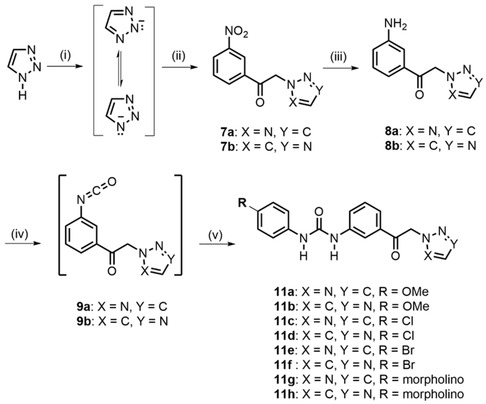 Schematic representation for the synthesis of diarylurea derivatives 11a–11h. i) N,N‐Diisopropylethylamine, dry MeCN, r.t. 0.5 h ii) 2, r.t. 18 h; iii) for 7a: FeSO4.7H2O, 25% NH4OH, i‐PrOH, reflux, 2 h; for 7b: SnCl2.2H2O MeOH, 60 °C, 3 h iv) (Cl3CO)2CO (1/3 equiv.), dry THF, dry Et3N (2 equiv.), 0 °C, 2 h; (v) RC6H4NH2 10 (R = MeO‐, Cl‐, Br‐, morpholino‐), dry THF, 48 h, r.t.