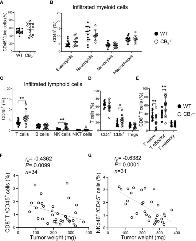 Knockout of CB2 in cells of the TME favors an anti-carcinogenic immune cell profile. (A–E) Flow cytometric analysis of single cell suspensions from KP cell tumors. Data indicate mean values ± SD from two pooled independent experiments. n≥10. Detailed information on immune cell markers is provided in Figure S1 . Statistical differences were evaluated by using unpaired student`s t-test (A), multiple t-tests (B–E). (F, G) The percentages of tumor-infiltrating CD8+ T (CD45+/CD3+/CD8+) and NK (CD45+/CD3-/CD19-/NKp46+) cells (out of CD45+ cells) were plotted against tumor weights from CB2 -/- mice. Data were pooled from four independent experiments. n=31-34. Correlation of samples was assessed using Spearman (rs) and Pearson (rp) correlation coefficients after testing for normality. *p < .05; **p < .01. NK, natural killer cells, NKT, natural killer T cells; TME, tumor microenvironment; Tregs, regulatory T cells; WT, wild type.