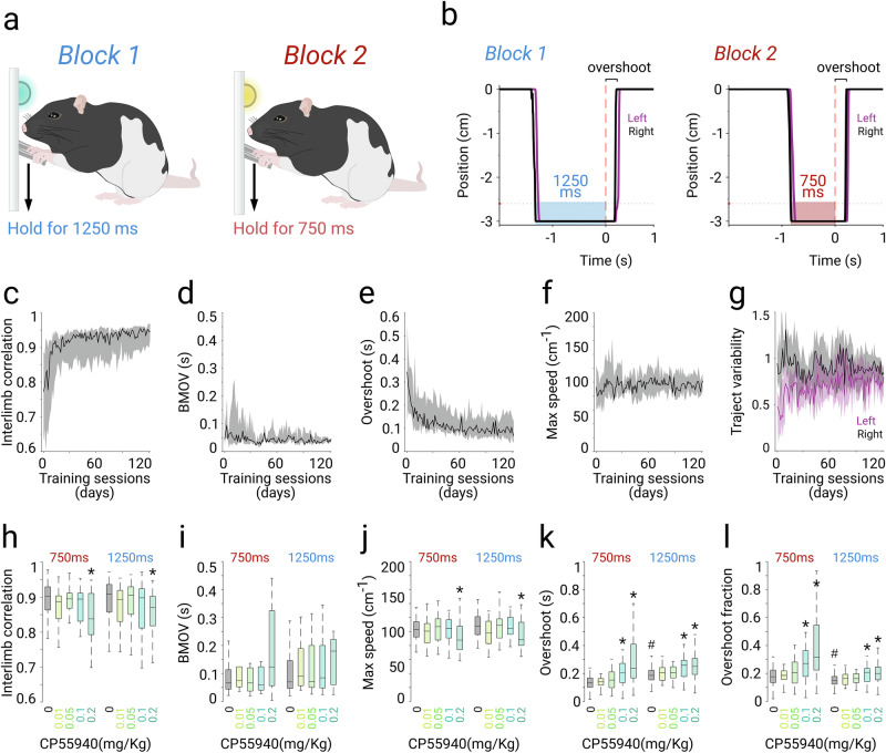 CP55940 effects on the production of two temporal intervals.a Schematic representation of the behavioral set-up. b Representative average trajectories (shaded area, 25th and 75th percentiles) of the left and right levers (color coded) aligned to the reward onset (dotted red line) during long (1250 ms) and short (750 ms) movement blocks. Average learning curves for a group of animals (n = 7) for the following variables: interlimb correlation (c), bilateral movement onset variability (BMOV, d), overshoot (e), maximum lever speed (f), and trajectory variability (g). Data for learning curves are presented as median (solid line) + 75th and 25th percentiles (shaded area). Box plot comparison of the effect of different doses of CP55940 (color coded) on the different bilateral execution variables for the two types of trials: 750 ms and 1250 ms (h–l). Boxplots represent median and 25th and 75th percentiles. * and # represent significant differences (LSD post hoc test, p < 0.05) against control (0 mg/kg) and 0.2 mg/kg conditions, respectively.
