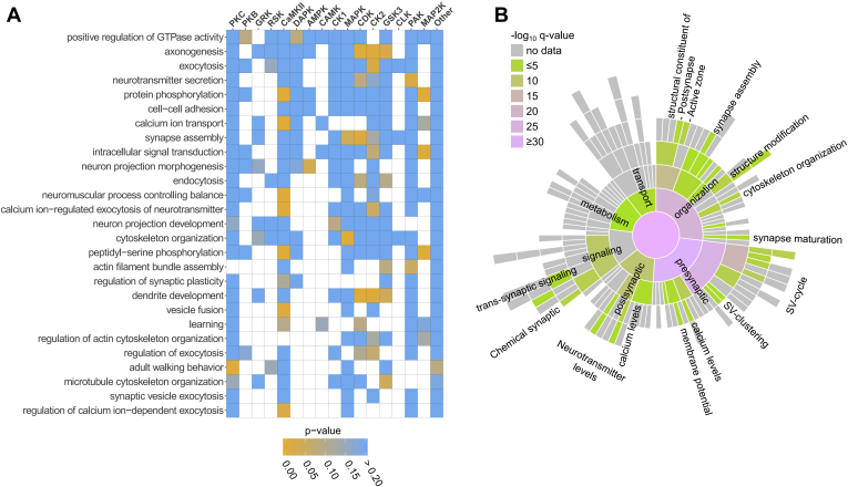 Functional annotation of proteins carrying regulated phosphorylation sites based on Ca versus EGTA experiments.A, Association between significantly enriched GO terms and kinase groups. The enriched biological function-GO terms (background: Rattus norvegicus, p < 0.001) were derived using DAVID web service (68) for proteins carrying regulated phosphorylation sites. Overrepresentation of putative kinase–substrates relationships was tested for proteins annotated by each GO term. Frequencies of putative kinase–substrate relationships across all regulated sites for Ca versus EGTA experiments were taken as a background. The color encodes raw p-values (Fisher’s exact test). B, Sunburst diagram showing enriched biological function terms based on the synapse-specific SynGo database annotation (70). The color encodes the significance of the enrichment (-log10 (q-value)). Full list of enriched biological functions can be found in supplemental Table S2.