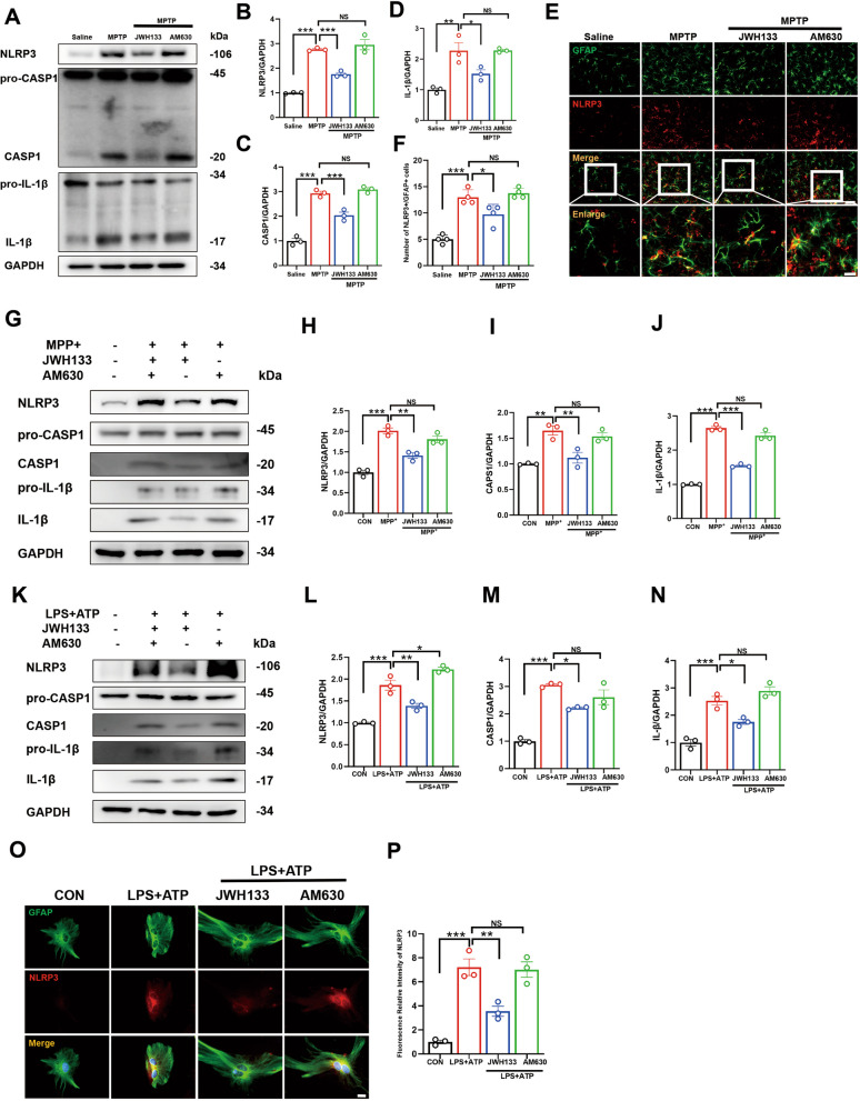 CB2R activation mitigates neuroinflammation in PD through inhibition of the NLRP3/Caspase-1/IL-1β Pathway. A Detection of protein levels for NLRP3, Caspase-1, pro-Caspase-1, IL-1β, and pro-IL-1β in the midbrain tissue by Western blot, with quantification shown in panels B, C, and D (n = 3). E Immunofluorescence staining for GFAP (green) and NLRP3 (red) in midbrain tissue of mice, with quantification shown in panel F (n = 4). Cells were treated with JWH133 (1 μM) or AM630 (1 μM) for one hour prior to stimulation with 100 μM MPP+ for 24 h. G Detection of protein levels for NLRP3, pro-Caspase-1, Caspase-1, IL-1β, and pro-IL-1β in the cells by western blot, with quantification shown in panels H–J (for 3 independent experiments). Cells were treated with JWH133 or AM630 for 1 h prior to incubation with 100 ng/mL LPS for 6 h, and then stimulated with ATP for 30 min before harvesting cell protein. K Detection of protein levels for NLRP3, pro-Caspase-1, Caspase-1, IL-1β, and pro-IL-1β in the cells by western blot, with quantification shown in panels L–N (for 3 independent experiments). O Immunofluorescence staining for GFAP (green) and NLRP3 (red) in astrocytes and the fluorescence intensity statistics of NLRP3 in P (for 3 independent experiments). NS means not significant, *P < 0.05, **P < 0.01, ***P < 0.001 compared with the corresponding group, as determined by the one-way ANOVA