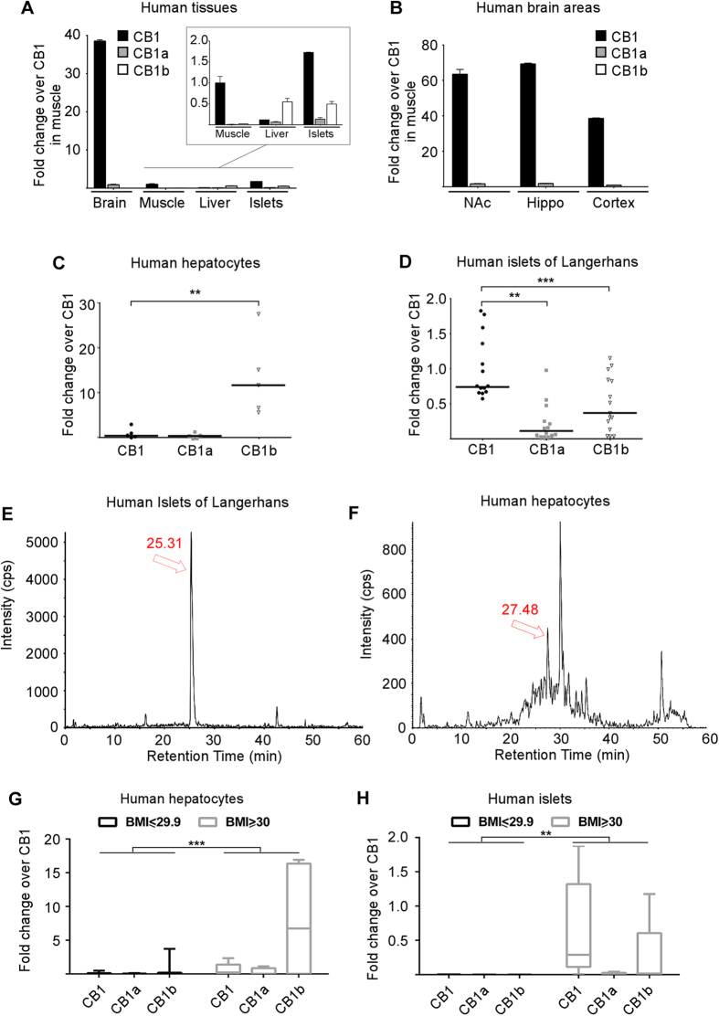 Relative abundance of CB1 receptor isoforms mRNA in human tissues.Real time PCR quantification of relative expression of CB1 receptor isoforms in brain and peripheral tissues (A). CB1 receptor isoforms expression in human brain regions (B): nucleus accumbens (NAc), hippocampus and cortex. Expression is represented as fold change over CB1 expression in muscle. Data show mean ± SD (n = 3); p ≤ 0.001. Real time PCR quantification of CB1 receptor isoforms in purified human hepatocytes (C) (n = 5 separate livers) and isolated islets of Langerhans (D) (n = 15 donors). Chromatographic separations of the digested protein samples for immunoprecipitated CB1 protein isoforms from human islets (43.1 BMI; confirmed T2DM donor) (E) and primary human hepatocytes (F). Isotopically labeled synthetic versions of the corresponding proteotypic peptides were used to determine retention times (Supplementary Fig. S3). Relative expression of CB1 isoforms in hepatocytes (G) or in isolated islets (H) from donors with a BMI lower than 30 (n = 17 for hepatocytes; n = 3 for islets) or ≥ 30 (n = 5 for hepatocytes; n = 5 for islets). Data represented as fold change over CB1, with horizontal bars representing the median; **p ≤ 0.01, ***p ≤ 0.001. β-actin was used as housekeeping gene.