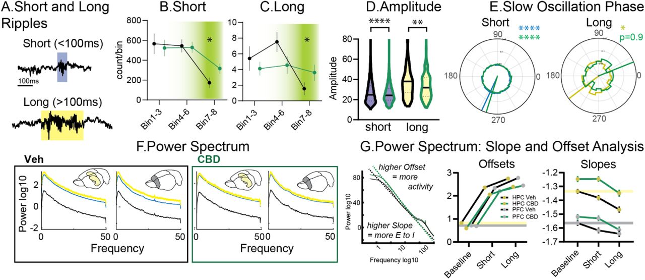 Short and Long RipplesA. Examples. Counts for B. short and C. long ripples. D. Amplitudes. E. Slow oscillation phase, all short ripples were locked but for long ripples only in vehicles significant locking was seen. F. Power spectrum for vehicle and CBD, always left for hippocampus and right for prelimbic cortex. Of note, in Veh there was more power for long than short ripples. This was not seen in CBD. G. Slope and Offset Analysis from left to right: how slopes and offsets are calculated, offset and slopes for ripple types and random selected baseline. Lines indicate vehicle baseline levels. Offsets: events F2, 3588=1592 p<0.0001, treatment F1, 3588= 63.15 p<0.0001, events X treatment F2, 3588=4.5 p=0.011, brain area X treatment F1, 3588= 5.0 p=0.026. Slopes: event F2, 3588=24.6 p<0.0001, brain area F1, 3588=397.5 p<0.0001, treatment F1, 3588=47.3 p<0.0001, brain area X type F1, 3588= 6.2 p=0.0127 other p>0.27)