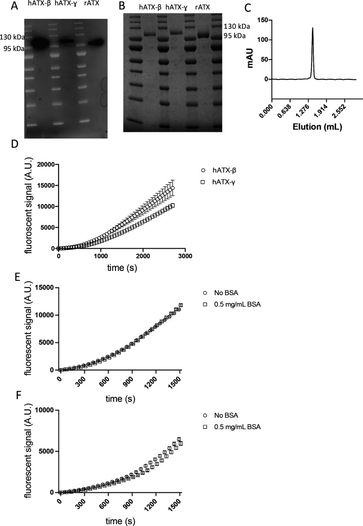 Recombinant ATX protein purity and enzymatic assays.(A) Western blot analysis of recombinant proteins hATX-β, hATX-ɣ, and rATX. (B) SDS–PAGE analysis of recombinant proteins hATX-β, hATX-ɣ, and rATX showing high purity. (C) Representative analytical gel filtration chromatography profile of rATX. (D) Superposition of hATX-β and hATX-ɣ enzymatic curves. (E) Comparison of hATX-β activity in the presence or absence of 0.5 mg/ml fatty acid–free BSA. (F) Comparison of hATX-γ activity in the presence or absence of 0.5 mg/ml fatty acid–free BSA.