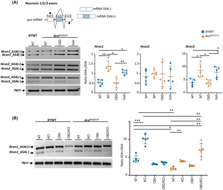 Impact of cannabidiol (CBD) on neurexin isoform splicing switches in Arx (GCG)7/Y mice. (A) Semiquantitative real‐time polymerase chain reaction (RT‐PCR) of alternative isoforms of Nrxn1, Nrxn2, and Nrxn3 AS4 in cortex isolated from XYWT and Arx (GCG)7/Y mice. Schematic representation of exon 22 splicing in murine Nrxn1/2/3 genes is shown. Arrows indicate the positions of oligonucleotides used in transcript analysis. Ratio of band quantification of AS4(+)/AS4(−) in each experimental group is plotted. Dot plots represent mean ± SD of five independent mice. Two‐way analysis of variance (ANOVA) with Tukey multiple comparison test: *p < .05, ** < .005. (B) Semiquantitative RT‐PCR of alternative isoforms of Nrxn1 AS4 in resting, KCl‐depolarized cortical neurons, CBD treated‐cortical neurons, and CBD treated/KCl‐depolarized cortical neurons isolated from XYWT and Arx (GCG)7/Y pups. Ratio of band quantification of AS 4(+)/AS 4(−) is plotted. Dot plots represent mean ± SD of five independent experiments. Two‐way ANOVA with Tukey multiple comparison test: *p < .05, **p < .005, ***p < .001. NT, no treatment; Veh, vehicle.