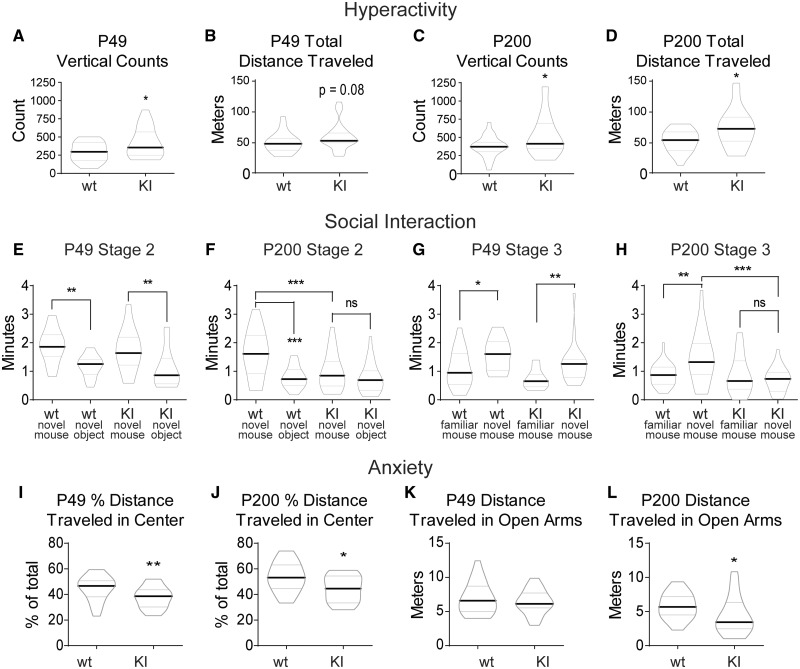 Gabrb3+/D120N KI mice exhibited hyperactivity, social deficits and anxiety. (A–D) KI mice had a mild hyperactive phenotype at P49, which became more pronounced at P200. Data shown were collected from 60 min in the locomotor activity chambers. (A) Vertical counts, or the number of rearings, detected at P49 were plotted (group means: wild type 293.6 ± 29.10, KI 417.0 ± 44.42). (B) Total distance travelled (centre and surround included) in the locomotor activity chambers at P49 (group means: wild type 49.03 ± 3.22 m, KI 58.71 ± 4.38 m). (C) Vertical counts at P200 (group means: wild type 373.3 ± 32.00, KI 527.5 ± 63.17). (D) Total distance travelled at P200 (group means: wild type 52.68 ± 3.97 m, KI 70.71 ± 7.09 m). Graphed values are expressed as median ± SEM. Unpaired two-tailed Student’s t-test, *P < 0.05. n = 20–25. (E–H) The 3CST showed social deficits in KI mice that begin at P49 and become more pronounced at P200. Not shown is Stage 1, a 10-min familiarization stage for the test mouse to acclimate to the set-up. (E, F) Stage 2 of the 3CST was a 10-min trial in which subject mice had two socialization options: (i) an empty inverted pencil cup in one side chamber or (ii) an inverted pencil cup containing a novel age-matched female mouse in the other side chamber. Two-way ANOVA was not significant for a genotype effect at P49 in E, and genotype effect was significant at P200 at P < 0.05 in F (group means: P49, novel mouse: wild type 1.89 ± 0.13 min, KI 1.86 ± 0.18 min; novel object: wild type 1.19 ± 0.08 min, KI 1.06 ± 0.14 min; total exploration: wild type 3.00 ± 0.24 min, KI 2.64 ± 0.18 min. P200, novel mouse: wild type 1.60 ± 0.17 min, KI 1.00 ± 0.14 min; novel object: wild type 0.79 ± 0.08 min, KI 0.76 ± 0.11 min; total exploration: wild type 2.39 ± 0.21 min, KI 1.73 ± 0.22 min). (G, H) Stage 3 of the 3CST was a 10-min trial in which test mice had two socialization options: (i) familiar socialization, in which the novel mouse from Stage 2 remained where she was or (ii) novel socialization, in which a new novel mouse was placed under the previously empty pencil cup. Two-way ANOVA showed a significant genotype effect P < 0.01 at both (G) P49 (group means: familiar mouse: wild type 1.11 ± 0.14 min, KI 0.72 ± 0.07 min; novel mouse: wild type 1.54 ± 0.12 min, KI 1.27 ± 0.14 min; total exploration: wild type 2.65 ± 0.21 min, KI 2.00 ± 0.17 min) and (H) p200 (group means: familiar mouse: wild type 0.89 ± 0.08 min, KI 0.82 ± 0.14 min; novel mouse: wild type 1.49 ± 0.19 min, KI 0.72 ± 0.09 min; total exploration: wild type 2.38 ± 0.21 min, KI 1.58 ± 0.17 min). Graphed values expressed as median ± SEM. Statistical tests shown on graphs are a priori Bonferroni post-tests after two-way ANOVAs. Four comparisons were made in each graph; however, only significant or otherwise relevant results were shown. Bonferroni multiple-comparison correction significance levels for E–H were: *P < 0.05, **P < 0.01, ***P < 0.001. n = 21–23. (I–L) KI mice displayed elevated anxiety in both the locomotor activity chambers and the elevated zero maze, with a mild anxiety phenotype at P49 and more pronounced anxiety at P200. (I, J) Each subject spent 60 min in the locomotor activity chamber. The chamber was divided into two 50% sections by area: the centre and the surround. Distance travelled within the surround (edge) area as a percentage of total distance travelled was shown for (I) P49 (group means: wild type 44.80 ± 1.92, KI 37.84 ± 1.67) and (J) P200 (group means: wild type 53.63 ± 2.49, KI 44.96 ± 2.08). (K, L) Each subject spent 5 min in the elevated zero maze. The distance travelled in the open arms at (K) P49 (group means: wild type 6.87 ± 0.43, KI 6.39 ± 0.33) and (L) P200 (group means: 5.82 ± 0.39, KI 4.386 ± 0.58). Data not shown: total distance travelled was not changed for the KI mice at either age in the zero maze. Graphed values are expressed as median ± SEM. Unpaired two-tailed Student’s t-test, for I–L, *P < 0.05, **P < 0.01. n = 22–28. 3CST: three-chamber socialization test.