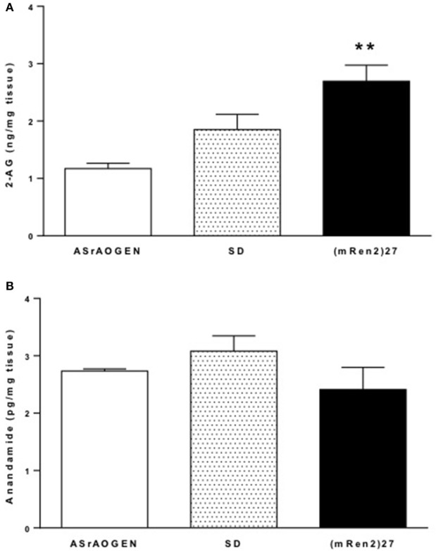 2-AG and anandamide content in dorsal medulla of SD, (mRen2)27 and ASrAOGEN rats. (A) Mass spectrometry revealed levels of 2-AG were significantly higher in the dorsal medullary tissue of 15-week-old (mRen2)27 rats (n = 5) relative to ASrAOGEN rats (n = 4). (B) Anandamide was detected at levels 1000-fold lower than 2-AG in the same tissue samples, and there were no significant differences among strains. **P < 0.01 vs. ASrAOGEN.