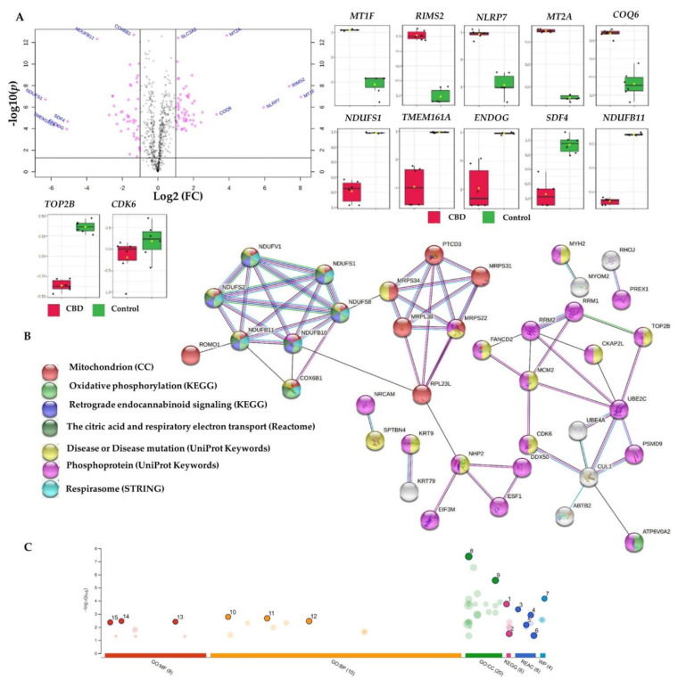 Differentially expressed proteins in cannabidiol (CBD)-treated MCF7 cells compared to controls, and the corresponding overrepresented pathways. (A) Volcano plot with an absolute log2 fold change ≥ 1 and p-value ≤ 0.05 cutoff, for the identified proteins in CBD-treated cells, together with selected proteins’ expression summary compared to the controls. (B) STRING network of the 121 differentially expressed proteins (fold change ≥ 2; p and Q values ≤ 0.01) in the cannabidiol-treated MCF7 cells compared to the controls. The minimum required interaction score was 0.40 (medium confidence), and red, green, blue, purple, light blue, and black interaction lines indicate the presence of fusion, neighbourhood, co-occurrence, experimental, database, and co-expression evidence, respectively. The disconnected nodes were hidden in the network. (C) Overrepresented pathways using g:Profiler for the differentially expressed proteins (fold change ≥ 2; p and Q values ≤ 0.01) in the cannabidiol-treated MCF7 cells compared to the controls (1 = oxidative phosphorylation; 2 = retrograde endocannabinoid signalling; 3 = complex I biogenesis; 4 = respiratory electron transport; 5 = mitochondrial translation initiation; 6 = the citric acid (TCA) cycle and respiratory electron transport; 7 = mitochondrial complex I assembly model OXPHOS system; 8 = mitochondrial inner membrane; 9 = mitochondrial protein-containing complex; 10 = mitochondrial electron transport; NADH to ubiquinone; 11 = aerobic electron transport chain; 12 = mitochondrial ATP synthesis-coupled electron transport; 13 = NADH dehydrogenase (quinone) activity; 14 = NADH dehydrogenase (ubiquinone) activity; 15 = NADH dehydrogenase activity). CC: cellular components; MF: molecular function; BP: biological processes; REAC: Reactome database; WP: Wiki Pathways.