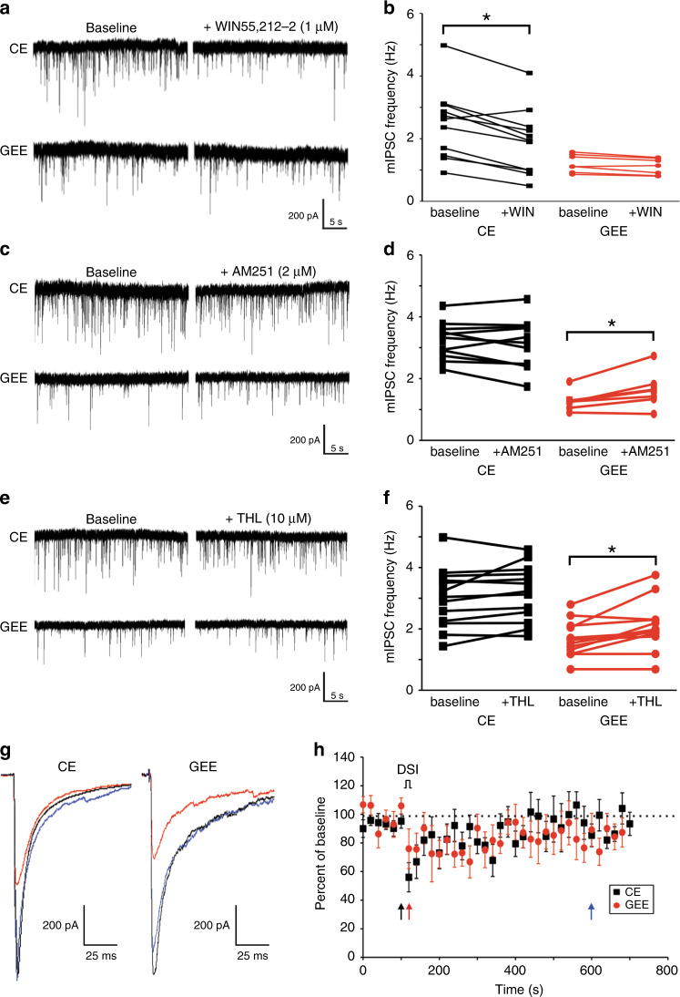 GEE alters tonic endocannabinoid modulation of GABAergic transmission that can be partially rescued by decreasing the endocannabinoid tone.a Representative traces of MSNs recorded from CE and GEE before (baseline) and during exposure to WIN55-212,2, a CB1R agonist. b Graph showing WIN55-212,2 effects on frequency of mIPSCs in CE (black) and GEE (red) mouse MSNs. Note the loss of agonist effect in GEE mouse neurons. c Representative traces of MSNs recorded from CE and GEE before (baseline) and during exposure to AM251, a CB1R antagonist. d AM251 increases the frequency of mIPSCs in GEE but not CE. e Representative traces of MSNs recorded from CE and GEE before (baseline) and during exposure to tetrahydrolipstatin (THL), a DAGL inhibitor. f Graph showing THL effects on mIPSCs frequency in CE and GEE mice, with increases only observed in GEE neurons. g Representative traces of MSNs recorded from CE and GEE before (black trace), after a 4-s membrane depolarization (DSI) (red trace) and ~8 min after DSI (blue tracE). h Graph showing DSI effects on mIPSC frequency in CE and GEE mice. The black, red and blue arrows denote the time at which the corresponding colored traces in g were taken. Error bars equal ± SEM, * = Repeated measures ANOVA Bonferroni corrected p < 0.05.