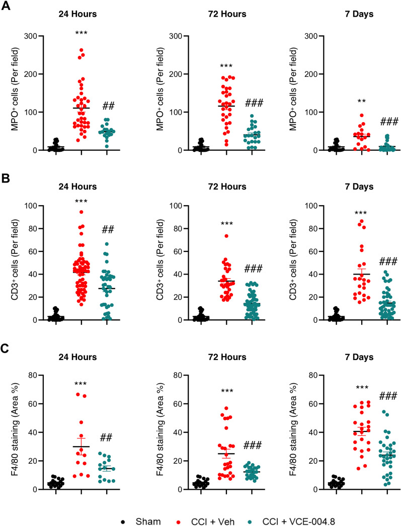 VCE-004.8 reduces leukocyte and macrophage cell infiltration after TBI. (A-B) VCE-004.8 reduced leukocyte invasion in the pericontusional cortex post-CCI. Graphs represent the cell count analysis of neutrophils (MPO+ cells) and T cells (CD3+ cells) of microscopy images for each marker at 24 h, 72 h and 7 days. Data are represented as mean ± SEM, and significance was determined by one-way ANOVA followed by the Tukey’s post hoc test or Kruskal–Wallis post hoc test. A (24 h and 72 h: p < 0.0001; ***p < 0.001, 7 days: p = 0.0011; **p < 0.01 CCI + Vehicle vs Sham, 24 h: p = 0.0023; ##p < 0.01, 72 h: p < 0.0001; ###p < 0.001, 7 days: p = 0.0010; ###p < 0.001 CCI + VCE-004.8 vs CCI + Vehicle), B (24 h, 72 h and 7 days: p < 0.0001; ***p < 0.001 CCI + Vehicle vs Sham, 24 h: p = 0.0055; ##p < 0.01, 72 h: p < 0.0001; ###p < 0.001, 7 days: p = 0.0002; ###p < 0.001 CCI + VCE-004.8 vs CCI + Vehicle). C VCE-004.8 ameliorated macrophage cell infiltration in the pericontusional cortex post-CCI. Graphs represent the quantification of immunolabeled images with F4/80 marker. Data are represented as mean ± SEM, and significance was determined by one-way ANOVA followed by the Tukey’s post hoc test or Kruskal–Wallis post hoc test. 24 h, 72 h and 7 days: p < 0.0001; ***p < 0.001 CCI + Vehicle vs Sham, 24 h: p = 0.0043; ##p < 0.01, 72 h and 7 days: p < 0.0001; ###p < 0.001 CCI + VCE-004.8 vs CCI + Vehicle