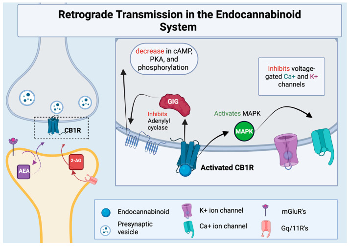 Retrograde transmission in the endocannabinoid system. Arachidonoyl ethanolamide (AEA) and 2-archidonoyl glycerol (2-AG) are synthesized at the post-synaptic neuron signaled by an activated receptor or voltage-gated channels respectively. Activation of the CB1 receptor on the presynaptic neuron inhibits adenylyl cyclase, the production of cyclic adenosine monophosphate (cAMP), protein kinase A (PKA), and overall phosphorylation. CB1R activation also activates mitogen-activated protein kinase (MAPK) which goes on to inhibit voltage-gated channels, preventing the firing of the cell. Created with BioRender.com.