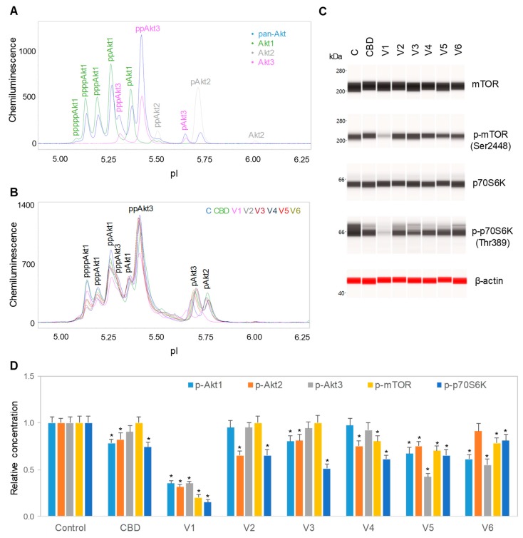 Downregulation of the PI3K/Akt/mTOR signaling pathway by isolated CBD and CBD oils. (A) AKT isoform identification in SH-SY5Y cell lysates using capillary isoelectric focusing (cIEF) immunoassays. Antibodies against total Akt (pan-Akt, blue), Akt1 (green), Akt2 (gray), or Akt3 (pink) were used to identify Akt isoforms; (B) the total Akt profiles of SH-SY5Y cells before (C, blue) and after 24 h of treatment with isolated CBD (green) or with various CBD oil samples, V1 (pink), V2 (gray), V3 (deep red), V4 (dark blue), V5 (red), and V6 (dark yellow); (C) capillary Western immunoassays using antibodies against mTOR, p-mTOR (Ser2448), p70S6K, p-p70S6K (Thr389), and β-actin (loading control). Values on the left side of the panels are molecular weights in kilodaltons (kDa); (D) the relative expression levels of the phosphoisoforms of Akt1 (p-Akt1, light blue), Akt2 (p-Akt2, orange), Akt3 (p-Akt3, gray), mTOR (p-mTOR (Ser2448), yellow), and p70S6K (p-p70S6K (Thr389), blue) before (control) or after 24 h of treatment with isolated CBD or CBD oil samples V1-V6. Relative concentration describes fold change of protein phosphoisoforms after treatment as compared with the control. Error bars are the standard deviations of six repeated measurements per experimental condition. Asterisks denote statistical significance for p < 0.05 versus controls. SH-SY5Y cells were treated with 6.25 µg/mL isolated CBD or CBD oils at 100 µg/mL final CBD concentration.