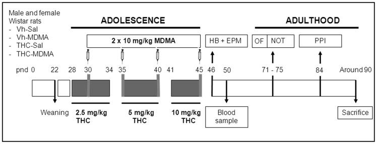 Timeline of the experimental design.Animals were exposed to increasing doses of THC (2.5, 5 and 10 mg/kg or vehicle, i.p.) from pnd 28 to 45, and to MDMA (10 mg/kg or saline, s.c.) twice daily every 5 days from pnd 30 to 45 with an inter-dose interval of 4 h (n = 16 animals per experimental group, see text for details). One day after the last drug administration, on pnd 46, the holeboard test (HB) was performed, immediately followed by the elevated plus maze test (EPM). The novel object test (NOT) was performed on pnd 75, and open-field (OF) data obtained from the first day of habituation to the arena on pnd 71 was also used. The animals were submitted to the prepulse inhibition test (PPI) on pnd 84. Thereafter, around pnd 90 (pnd 89–92), the animals were sacrificed and their brain was collected for future analyses. In addition, blood samples were extracted from the tail vein on pnd 50 for endocrine measurements, and from the trunk at sacrifice.