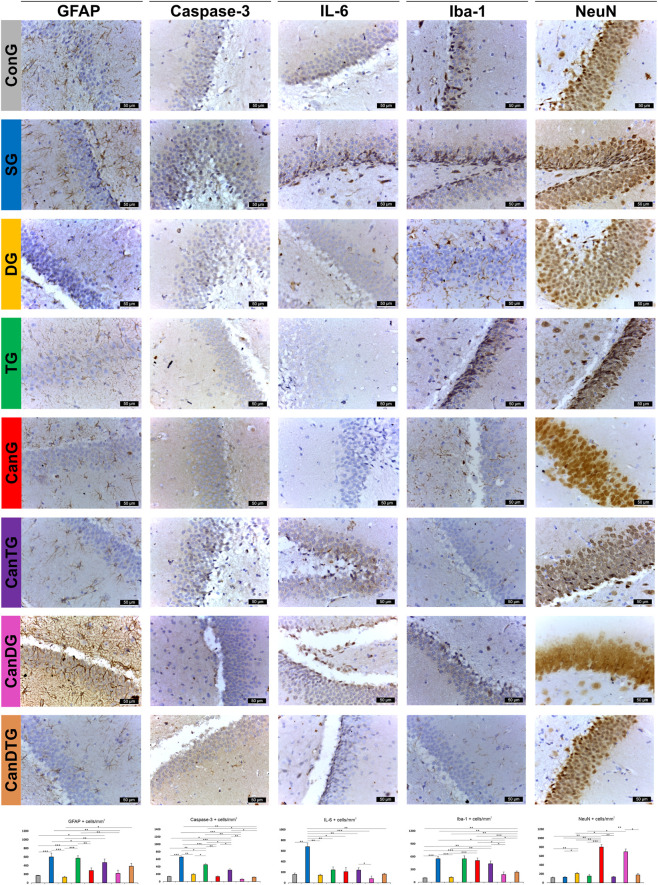 A grid of immunohistochemistry images displays brain tissue sections stained for GFAP, Caspase-3, IL-6, Iba-1, and NeuN markers across eight groups, each labeled with a distinct color strip. Scale bars indicate fifty micrometers. Bar graphs below each column present quantitative data comparing marker-positive cell counts across the groups, with statistical significance denoted by asterisks.