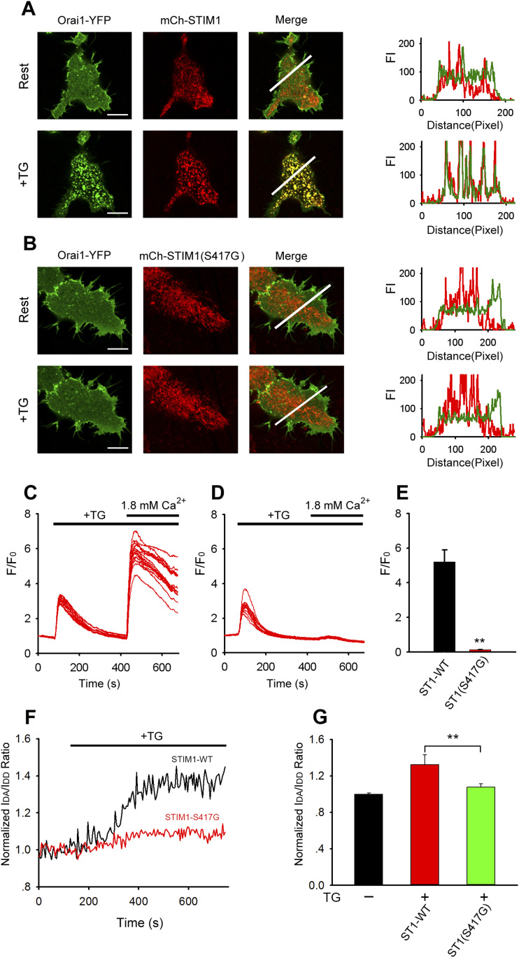 S417 is essential for STIM1 puncta formation and co-localization with Orai1.(A, B) Representative confocal images of HeLa cells expressing Orai1-YFP and WT or mutant (S417G) mCherry-STIM1 before and after stimulation with 1 μM TG in Ca2+-free Ringer’s solution for 5 min. Line-scan intensity plots show the distribution of WT or mutant (S417G) mCherry-STIM1 (red lines) and Orai1-mKate (green line) before (upper panel) and 5 min after (lower panel) application of 1 μM TG. (C, D) TG-induced SOCE in HeLa cells coexpressing Orai1 and WT-STIM1 (C) or mutant STIM1-S417G (D). (C, D, E) Averaged peak [Ca2+]i values associated with SOCE in HeLa cells coexpressing Orai1 and WT-STIM1 or mutant STIM1-S417G (from left to right, n = 29 and 26) shown in panels (C, D). (F) Representative traces showing the normalized IDA/IDD ratio between WT or mutant (S417G) CFP-STIM1 and YFP-STIM1 (from left to right, n = 12, 12, and 12). (G) Averaged IDA/IDD ratio before and after stimulation with 1 μM TG. Graphs show mean ± SD. *P < 0.05; **P < 0.001. Bar = 10 μm.