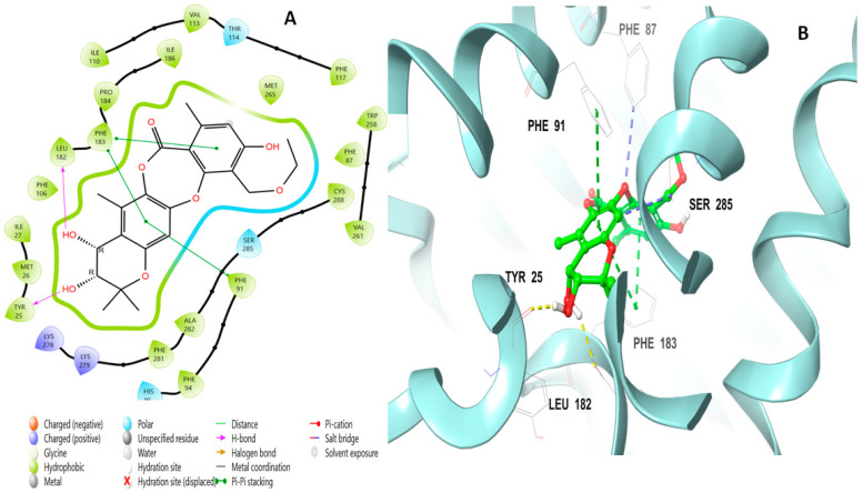 Putative binding mode of mollicellin P (100) at the binding site of CB2 receptor (PDB-ID: 6KPF). Mollicellin P (100) is displayed as green sticks. H bonds are displayed as yellow dotted lines, and ionic bonds as blue dotted lines. (A) Two-dimensional view; (B) three-dimensional view of CB2 complexed with mollicellin P (100).