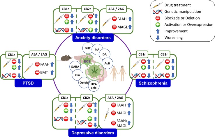Main findings regarding the therapeutic potential of the functional manipulation of the endocannabinoid system (ECS) components by pharmacological and genetic approaches in anxiety, depression, schizophrenia, and post-traumatic stress disorder (PTSD). CB1r, cannabinoid receptor 1; CB2r, cannabinoid receptor 2; AEA, anandamide; 2-AG, 2-arachidonoylglycerol; FAAH, fatty acid amide hydrolase; MAGL, monoacylglycerol lipase; 5-HT, serotonin; NA, noradrenaline; DA, dopamine; AcH: acetylcholine; GABA, gamma-aminobutyric acid; Glu, glutamate; HPA axis, Hypothalamus–Pituitary–Adrenal axis; *, chronic treatment.