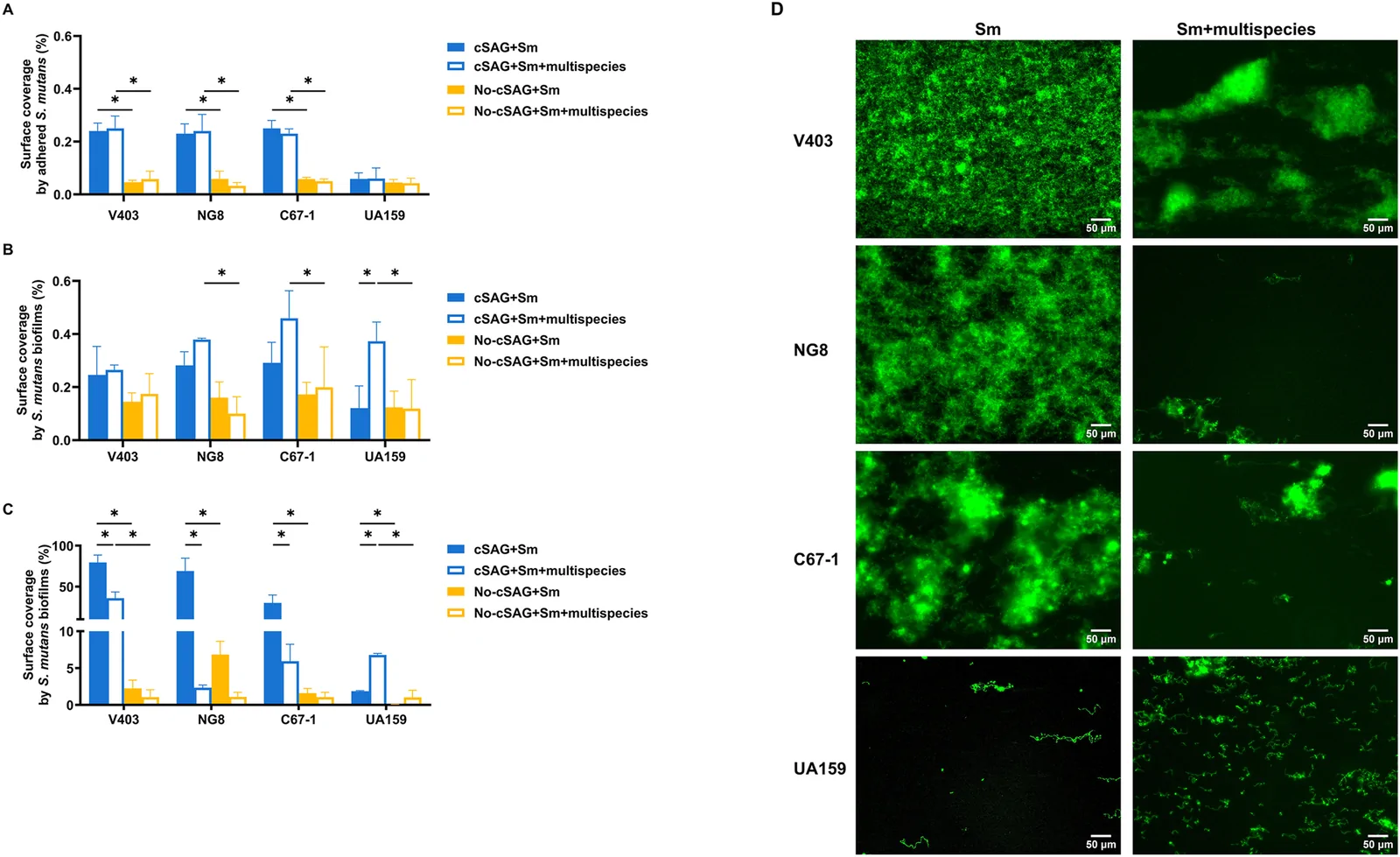 Adherence and biofilm among S. mutans (Sm) strains in BioFluxTM model. (A) Adherence (2h) in alternating forward and reverse flow condition. It was measured from images by calculating the percentage of the area covered per channel. (B) Biofilm formation (10h) in static condition. It was measured from images by calculating the percentage of the area covered per channel. (C) Biofilm formation (10h) with laminar flow. It was measured from images by calculating the percentage of the area covered per channel. (D) Representative images of biofilm formation on cSAG coated surfaces under laminar flow at 10 h. Images were acquired using a 10× objective and a FITC filter (Filter set 44, Zeiss). Excitation was at 488 nm (bandwidth 30 nm) and emission at 520 nm (bandwidth 40 nm), with a 150 ms exposure time for all groups. Scale bar: 50 μm. cSAG, crude salivary agglutinin. No-cSAG, coating buffer only. * refers to P < 0.05.
