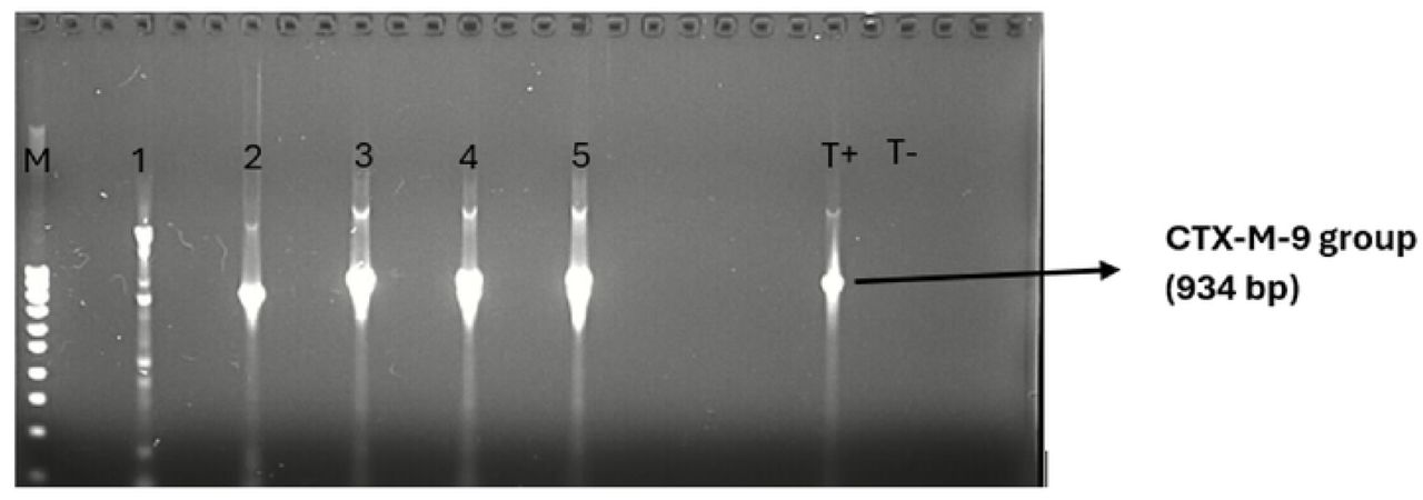 Gel image showing the detection of CTX-M-9 group in ESBL E. coli and K. pneumoniae.Legend: M =molecular weight (100 bp DNA Ladder); lane I to 5 = CTX-M-9 group positive; T+= positive control T-= negative control.