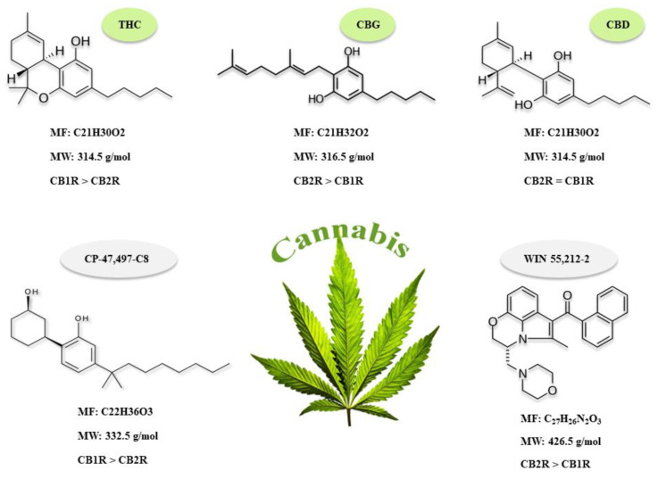 Chemical structures, molecular formula (MF), molecular weight (MW) and the affinity for CB1R and CB2R of the three natural components of cannabis including: Tetrahydrocannabinol (THC), Cannabidiol (CBD), Cannabigerol (CBG) and two synthetic cannabinoids known as CP-47,497-C8 and WIN 55,212-2.