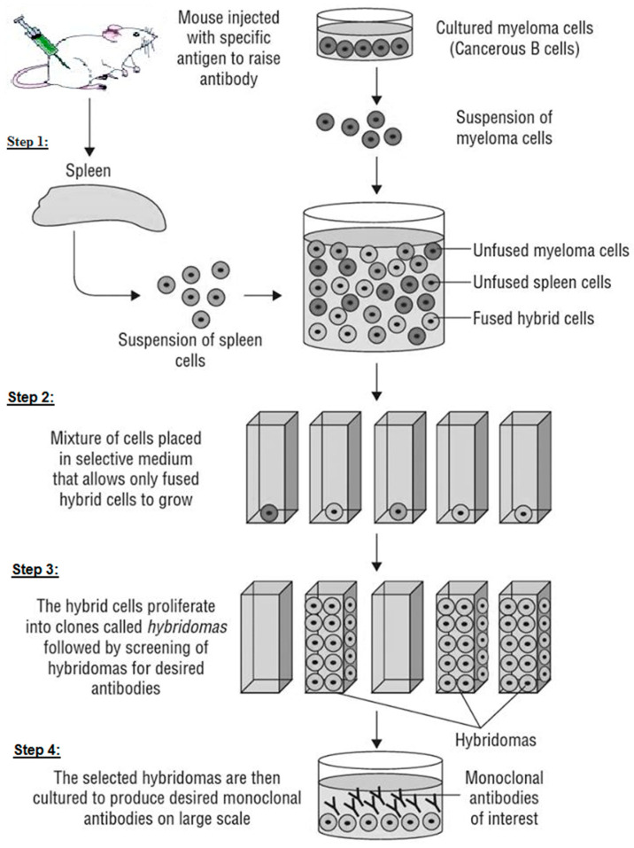 A schematic diagram showing the production of monoclonal antibodies (mAbs).