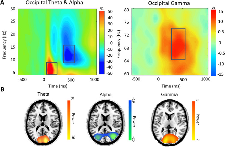 MEG sensor-level spectrograms and source images. (A) Sensor-level analysis revealed distinct oscillatory responses within the theta (4–8 Hz), alpha (8–16 Hz), and gamma (64–74 Hz) bands during visual processing in the occipital cortices. Each spectrogram reflects activity of a representative occipital MEG sensor that has been grand-averaged across all participants. The color scale legend shown on the right displays percent change from baseline (red indicating an increase in power relative to baseline and blue reflecting a decrease relative to baseline). (B) Significant sensor-level time–frequency components were imaged using a beamforming approach in each participant individually, and the resulting maps were grand-averaged across all participants per oscillatory response. The resulting functional maps reveal increases (i.e., synchronizations) in the theta and gamma range in the bilateral medial occipital cortices, as well as decreases in the strength (i.e., desynchronization) of alpha activity in more lateral occipital cortices. Color scale legends to the right of each image indicate average baseline-normalized power (pseudo-t) thresholds.