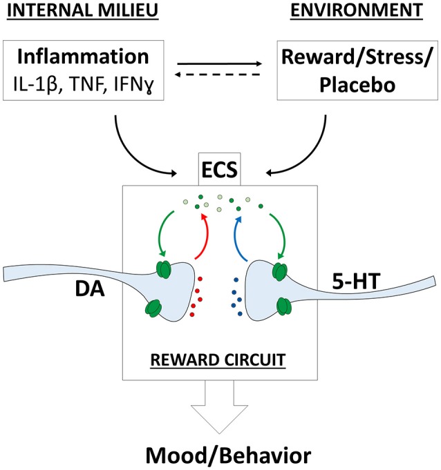 Endocannabinoid system (ECS) influences on mood and behavior. Complex relationships between internal and environmental factors converge on the ECS and modulate mood and behavior. The eCBs modulate different neurotransmitter systems including dopaminergic (DA) and serotoninergic (5-HT) projections onto the reward circuit. IFN-ɤ, interferon ɤ; IL-1β, interleukin-1β; TNF, tumor necrosis factor.