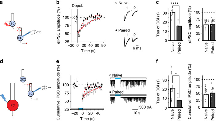 Fear conditioning accelerates the recovery of depolarization-induced suppression of inhibition (DSI).a–c Depolarization of stellate cells induced suppression of evoked IPSCs. a Schematic of the experimental procedure, b sample traces and time course of evoked IPSCs in stellate cells from naïve (n = 7 cells, open circles) and conditioned (paired) mice (n = 9 cells, filled circles). c Recovery time constant of DSI and peak depression (naïve, n = 7 cells; paired, n = 9 cells). d, e Heterosynaptic DSI. Spontaneous IPSCs were recorded in stellate cells from L7::ChR mice and photostimulation of Purkinje cells for 10 s induced a decrease in sIPSCs. d Schematic of the experimental procedure, e examples and averaged time courses of cumulative IPSC amplitude in stellate cells from naïve mice (n = 13 cells) and conditioned mice (n = 7 cells, 15 h after fear conditioning). Best-fit exponential curves for the recovery phase: solid (naïve) and dashed (paired) red lines. f Recovery time constant and peak depression of heterosynaptic DSI (naïve, n = 13 cells; paired, n = 7 cells). Group comparisons of DSI recovery time in c and f were obtained with two-sided unpaired t-tests (*, P < 0.05; ***, P < 0.001). Effects of depolarization of MLIs and PCs on eIPSCs (c) and cumulative sIPSC (f) amplitudes, respectively, were assessed using two-sided paired t-tests (§, P < 0.05; §§, P < 0.01; §§§, P < 0.001). Data in b, c, e, and f are presented as mean values ± SEM. Statistical analysis and P values can be found in Supplementary Table 4 and original data in the Source Data file.