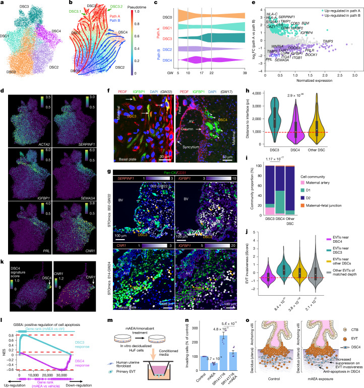 Molecular and spatial characterization of DSC heterogeneity and function.a, UMAP projection of five DSC subtypes (DSC0–DSC4) from snRNA-seq. b, Reconstructed trajectory of the major decidualization paths: path A (DSC0 → DSC1 → DSC3) and path B (DSC0 → DSC2 → DSC4). c, Distribution of DSC subtypes across gestation (GW5–39). d, Expression of DSC subtype-specific markers on UMAP: ACTA2 (undecidualized DSC0), IGFBP1 and PRL (decidualized DSCs, DSC3/DSC4), SERPINF1 (path A: DSC1/DSC3), SEMA3A and CNR1 (path B: DSC2/DSC4). e, Differential expression analysis highlighted SERPINF1 (encoding PEDF) as a key marker that distinguishes path A from path B DSCs. f, Immunolocalization of DSC subtypes: PEDF+IGFBP1+ DSC3 cells were localized in interstitial decidua (left); PEDF−IGFBP1+ DSC4 cells were enriched in superficial decidua and clustered near anchoring villi (right). Images from n = 3 representative samples. g, Spatial transcriptomics: DSC3 cells (SERPINF1+PRL+) were adjacent to blood vessels in deep decidua (top); DSC4 cells (CNR1+IGFBP1+) were localized near anchoring villi in superficial decidua (bottom). Images from n = 16 representative samples. Scale bars, 100 μm. h, Spatial distance analysis (n = 78,993 DSCs) showed that DSC4 were proximal to the MFI compared with other subtypes (16 samples). In box plots, the centre line is the median, box represents the IQR, and whiskers show observed minimum and maximum values. P value, Wilcoxon rank-sum test (two-tailed) after Benjamini–Hochberg correction. i, Comparing DSC3 and DSC4 proportions across cell communities. P value, chi-square (two-tailed) test after Benjamini–Hochberg correction. j, EVTs adjacent to DSC4 exhibited lower iScores than those near DSC3, other DSCs or EVTs at comparable decidual depths (16 samples). In box plots, the centre line is the median, box represents the IQR, and whiskers show observed minimum and maximum values. P values, Wilcoxon rank-sum test (two-tailed) after Benjamini–Hochberg correction. k, In vitro decidualized HuFs recapitulated the DSC4 transcriptomic signatures (left), manifested by CNR1 (right). l, Gene set enrichment analysis (GSEA) of DSC3 versus DSC4 responses to mAEA after in vitro decidualization. mAEA induces pro-apoptotic genes in DSC3, which were repressed in DSC4. Ctrl, control; NES, normalized enrichment score. m, Schematic of Transwell invasion assay. n, Quantification of primary cytotrophoblast invasion (n = 6). Data are mean ± s.e.m.; P values, Student’s t-test (two-tailed) after Benjamini–Hochberg correction. o, Schematic of model. mAEA exposure protects DSC4 from apoptosis and reshapes DSC4 paracrine cues to enhance local suppression on adjacent EVT invasiveness. CTB, cytotrophoblast.Source data
