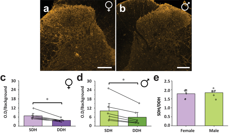 CB1 receptor immunoreactivity is increased in the SDH compared to the DDH in female and male rats. Representative confocal images of CB1 immunoreactivity in the dorsal horn of (A) female and (B) male rats, side by side for direct comparison. The normalized CB1 optical density in the SDH of rats is statistically higher than the normalized optical density in the DDH for (C) female and (D) male rats. *P < .05. (E) A ratio comparing the normalized CB1 optical density of the SDH versus the DDH reveals that the increased optical density of CB1 receptors in the SDH of rats is conserved across sex. n = 6. Scale bar = 200 µm.