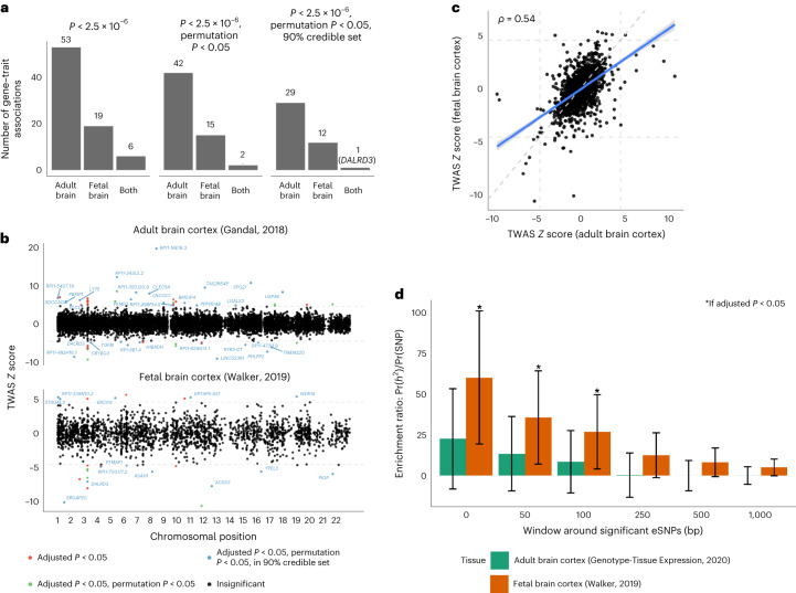 TWAS and tissue enrichment of the EUR CanUD GWAS variants.a, Number of TWAS gene–trait associations for adult and fetal brain frontal cortex, across significance thresholds. b, Miami plot of TWAS Z scores across analyses with adult (top) and fetal (bottom) brain frontal cortex. Genes are colored red if the gene passes transcriptome-wide significance, green if the gene additionally passes permutation testing and blue if the gene is estimated to be in the 90% credible set at the locus. All genes in blue are labeled. The horizontal line indicates threshold statistical significance following multiple testing correction. c, Scatterplot of standardized effect sizes (TWAS Z scores) across adult and fetal brain frontal cortex. A total of 10,722 genes were tested in adult tissue, while 2,293 genes were tested in fetal tissue. The dashed line indicates the expected relationship if no enrichment for adult or fetal brain. d, Enrichment ratio point estimate of proportion of SNP-based heritability explained by annotation and proportion of SNPs in annotation. Error bar shows a 95% Wald-type confidence interval. Bars marked with an asterisk indicate an enrichment ratio >1 at Benjamini–Hochberg adjusted P < 0.05.