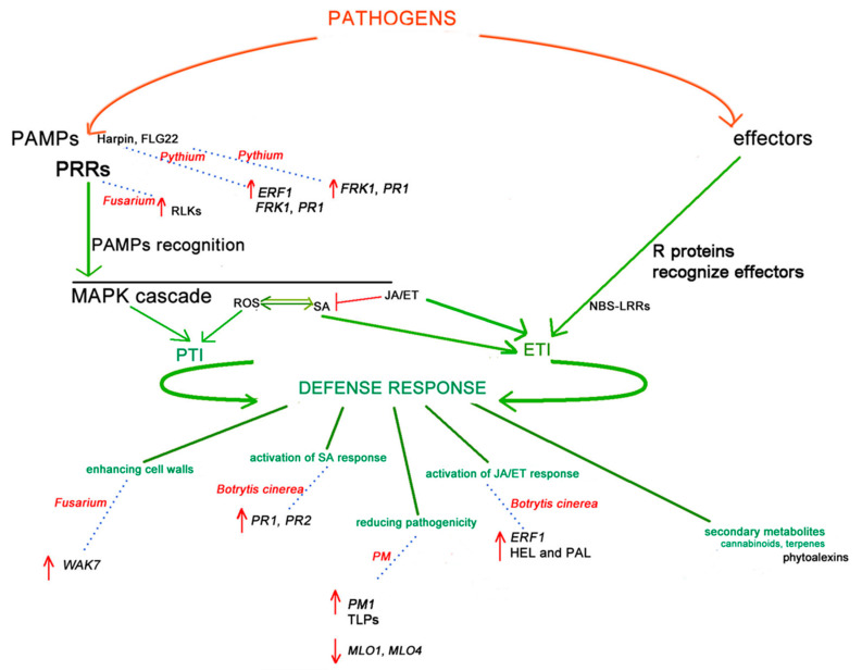 A model of Cannabis immune and defence responses to PM, Fusarium spp., Botrytis cinerea and Pythium interactions. The initial defence response, shared among plants, starts with two types of molecules which are derived from pathogens. Pathogen-associated molecular patterns (PAMPs), recognised by the plant pattern recognition receptors (PRRs), activate the PAMP-triggered immunity (PTI) and initiate the first plant defence response, giving a basic level of resistance to most non-specialised pathogens. Two PAMPs, Harpin and Flg22, are involved in the Pythium defence response, both induce FRK1 and PR1 and only Harpin induces ERF1. While PRRs, receptor-like kinases (RLKs), are involved in the Fusarium defence response. Reactive oxygen species (ROS) production and mitogen-activated protein kinase (MAPK) also induce PTI. Effector proteins are the other type of initiators. Effector-triggered immunity (ETI) induced by the interactions of R proteins (e.g., nucleotide binding site-leucine-rich repeat (NBS-LRR) proteins) and pathogen effectors can start the second line of host-induced defence responses. The salicylic acid (SA) and jasmonic acid (JA)/ethylene (ET) signalling pathways are involved in PTI and ETI activation and the resistance response to pathogen infections, stimulating downstream transcription factors and plant defence responses (e.g., enhancing cell walls, the activation of SA response, the reduction of pathogenicity, the activation of JA/ET response and the secondary metabolites involvement). Genes reported to strengthen the plant cell walls, such as the WAK7 gene, are upregulated (red arrow in the model) in Fusarium Cannabis response. Genes involved in SA response, such as PR1, PR2 (Botrytis cinerea response), and JA/ET response, such as ERF1, encoding HEL and PAL (Botrytis cinerea response) are all upregulated during infection. Other genes are reported to reduce virulence, such as the PM1 gene and MLO1 and MLO4 (Powdery Mildew (PM) response), which are upregulated during PM infection. The phytoalexins involved in the biosynthesis of specific terpenes may also be involved in pathogen response. Arrows (in green colour) indicate positive regulation, and open blocks (in red colour) indicate negative regulation. Green lines indicate defence response mechanisms associated with different pathways. Blue pointing lines and the associated red pathogen name indicate genes/gene families involved in the defence response.