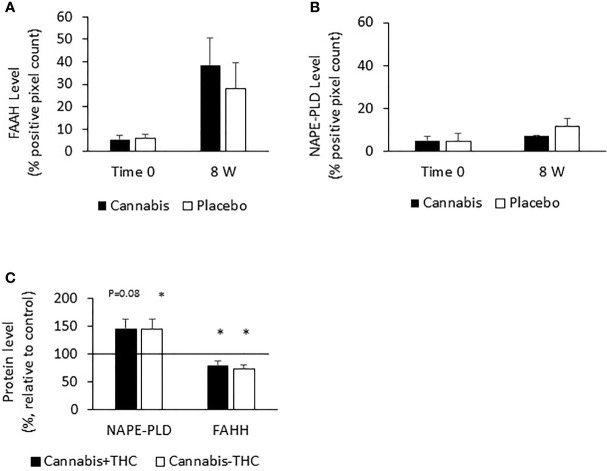 FAAH and NAPE-PLD expression levels in colon biopsies and Caco-2 cells treated with cannabis or controls. UC patients were treated for 8 weeks with cannabis or placebo. FAAH and NAPE-PLD levels were evaluated before the beginning of the experiment and 8 weeks later by using QuPath analysis digital tool. Panel (A) represents FAAH expression levels, and panel (B) represents NAPE-PLD expression levels. (C) Caco-2 cells were treated for 48 h with cannabis with/ without THC. The cells were then harvested and their proteins extracted and evaluated for FAAH and NAPE-PLD levels. (A) *Results significantly different from time 0; (C) *results significantly different from control.
