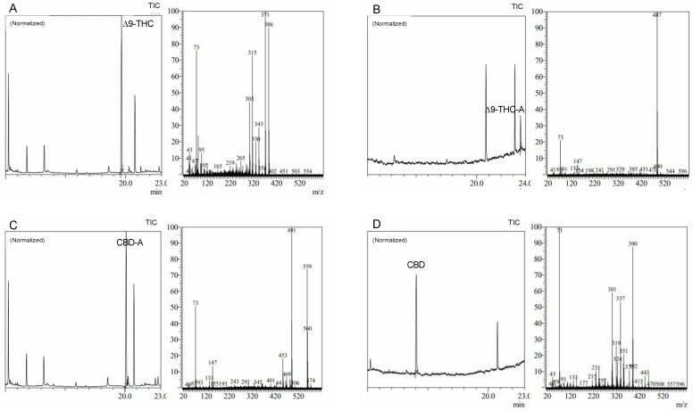 Chromatograms and mass spectra of (A) Δ9-tetrahydrocannabinol (Δ9-THC), (B) Δ9-tetrahydrocannabinolic acid (Δ9-THC-A), (C) cannabidiolic acid (CBD-A), and (D) cannabidiol (CBD) derivatized standards analyzed through wide retention window (WRW) method by gas chromatography and mass spectrometry (GC–MS).
