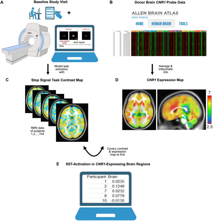 Mapping functional activation in neural areas of CB1R Activation. A) Baseline Study Visit: Participants completed questionnaires (ex. CAARS, CDDR, etc.) and underwent an fMRI scan in which they completed a stop signal task. B) Microarray data from two human full-brain donors were downloaded from the AHBA. Probes measuring CNR1-expression were extracted, averaged, and interpolated into a 3D MNI space to map CNR1-expression into 3D space. C) Contrast maps of successful stops vs go trials were created for each participant’s stop signal task data to represent activation during inhibitory control. D) CNR1-Expression Map. Axial cut at position z=0, sagittal cut at x=2. Activation quantified by the scale provided, red representing high gene expression (≥7 log2-intensity) ranging to purple for reduced expression (≤2.5)). E) For each participant, the covariance of this map with their SST contrast maps was calculated. The covariance measure indicates brain function in regions with higher-versus-lower CNR1-expression.