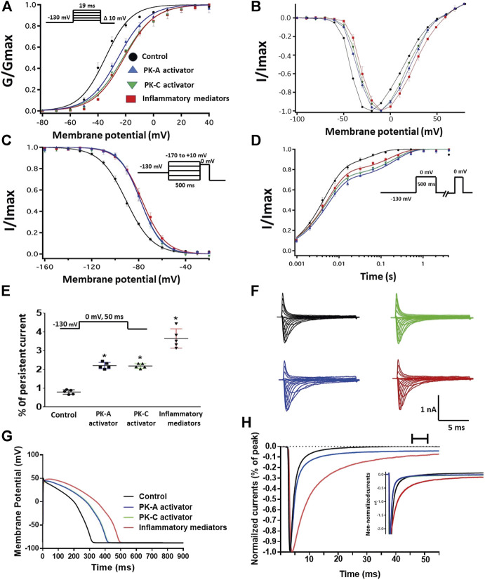 (A) Effect of inflammatory mediators (for 24 h) or PK-A activator (CPT-cAMP; 1 μM, for 20 min) or PK-C activator (PMA; 10 nM, for 20 min) on conductance curve Nav1.5 transfected CHO cells with the insert showing the protocol (n = 5, each). (B) IV curves (C) Effect of inflammatory mediators (for 24 h) or PK-A activator (CPT-cAMP; 1 μM, for 20 min) or PK-C activator (PMA; 10 nM, for 20 min) on SSFI of Nav1.5 transfected CHO cells with the insert showing the protocol (n = 5, each). (D) Effect of inflammatory mediators (for 24 h) or PK-A activator (CPT-cAMP; 1 μM, for 20 min) or PK-C activator (PMA; 10 nM, for 20 min) on recovery from fast inactivation of Nav1.5 transfected CHO cells with the insert showing the protocol (n = 5, each). (E) Effect of inflammatory mediators (for 24 h) or PK-A activator (CPT-cAMP; 1 μM, for 20 min) or PK-C activator (PMA; 10 nM, for 20 min) on the percentage of persistent sodium currents of Nav1.5 transfected CHO cells with the insert showing the protocol (n = 5, each). (F) Representative families of macroscopic currents. (G) Effect of PK-A activator (CPT-cAMP; 1 µM for 20 min), PK-C activator (PMA; 10 nM, for 20 min) or inflammatory mediators (for 24 h) on the In silico action potential duration of Nav1.5 transfected CHO cells. (H) Representative persistent currents across conditions. Currents were normalized to peak current amplitude. Bar above current traces indicates period during which persistent current was measured. Inset shows non-normalized currents. *p < 0.05 vs. corresponding “Control” values using one-way ANOVA along with post hoc testing.