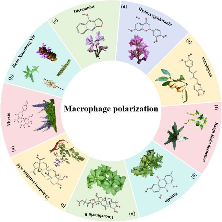 Herbal medicine treats CRC by regulating macrophage polarisation. (a) Vitex negundo L. var. cannabifolia (Sieb. et Zucc.) Hand.‐Mazz. (b) Hedyotis diffusa Willd, Spica prunellae, Cremastra appendiculata (D. Don) Makino and Sophora Flavescens . (c) Dictamnus dasycarpus Turcz. (d) Daphne genkwa Siebold & Zucc. (e) Myristica fragrans Houtt. (f) Coptis chinensis Franch., and Atractylodes macrocephala Koidz. (g) Rheum palmatum L. (h) Gynostemma pentaphyllum (Thunb.) Makino. (i) Salvia miltiorrhiza Bunge.
