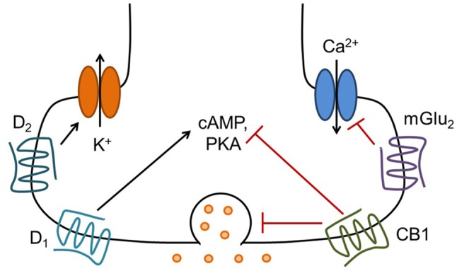 Presynaptic G protein-coupled receptors (GPCRs) modulate neurotransmitter release via several mechanisms. Presynaptic Gi/o-coupled GPCRs such as mGlu2, cannabinoid type 1 (CB1) and D2 can reduce the probability of neurotransmitter release by inhibiting calcium influx through voltage-gated calcium channels, by directly modulating the function of vesicle release machinery, and possibly by activating inwardly rectifying potassium channels to hyperpolarize or shunt the presynaptic terminal. These receptors also reduce cyclic adenosine monophosphate (cAMP) levels and protein kinase A (PKA) activity via inhibition of adenylyl cyclase, which may contribute to long-term regulation of neurotransmitter release. Conversely, presynaptic D1 receptors, which are coupled to Gs/Golf and activate PKA signaling, can increase neurotransmitter release. There are likely many other mechanisms involved in the regulation of neurotransmitter release by GPCRs, including activation of other signaling pathways and stimulation of protein synthesis (see Atwood et al., 2014b for further discussion).