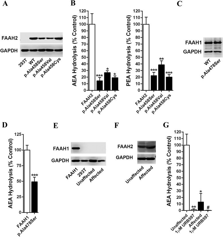 Functional analysis of FAAH2 mutations. (A) Expression of FLAG-tagged FAAH2 and FAAH2 mutants in 293T cells. The blots were probed with anti-FLAG (Sigma # F1804) and anti-glyceraldehyde 3-phosphate dehydrogenase (GAPDH, Abcam #ab8245) antibodies. (B) AEA and PEA hydrolysis by cell homogenates expressing FAAH2 and FAAH2 mutants. Results were analyzed using one-way ANOVA followed by Dunnett’s post hoc analysis. *, p < 0.05; **, p < 0.01; ***, p < 0.001 (n = 5–7). (C) Expression of FLAG-tagged FAAH1 and the FAAH1 p.Ala478Ser mutant in 293T cells. Blots were probed with an anti-FLAG antibody. (D) AEA hydrolysis by WT and p.Ala478Ser FAAH1 ***, p < 0.001 (n = 4). (E) Human fibroblasts do not express FAAH1. Fibroblasts from a control patient and the FAAH2 p.Ala458Ser affected patient were probed with anti-FAAH1 antibodies (Abcam #ab54615). FAAH1 transfected and untransfected 293T cells served as controls. (F) Expression of FAAH2 in fibroblasts from the affected p.Ala458Ser patient and an unaffected control. Blots were probed with an anti-FAAH2 antibody (Abcam, ab103724). (G) AEA hydrolysis by control fibroblasts and affected FAAH2 p.Ala458Ser fibroblasts in the absence and presence of URB597. *, p < 0.05; **, p < 0.01 versus unaffected control. #, p < 0.05 versus affected control (n = 4).