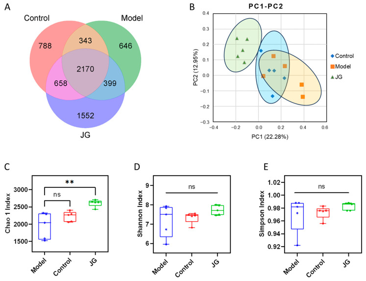 α and β diversity in the cecum samples from the three experimental groups. (A) Venn diagram showing the shared and unique OTUs across three experimental groups. (B) Principal coordinate analysis (PCoA) ordination plot for the three groups. (C) Chao1 index. (D) Shannon index. (E) Simpson index. ** p < 0.01, vs. Model group. ns, p > 0.05.