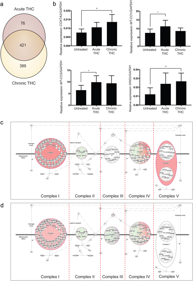 THC treatment regulates genes involved in mitochondrial and glutamate pathways.a RNA sequencing of hiPSC-derived neurons reveals 497 genes (acute) and 810 genes (chronic) are significantly changed following THC exposure, including. b genes involved in mitochondrial (e.g., COX7A2, MT-CO1, and MT-CO3) and glutamate (e.g., GRID2) pathways (Quantitative RT–PCR (qRT–PCR); Ordinary one-way ANOVA with Tukey’s multiple comparisons test: *p < 0.05. n = 5 (see qRT–PCR, Ca–Ce, Supplementary Table S1)). Ingenuity pathway analysis shows that mitochondrial oxidative phosphorylation is strongly altered after both acute c and chronic d THC exposure