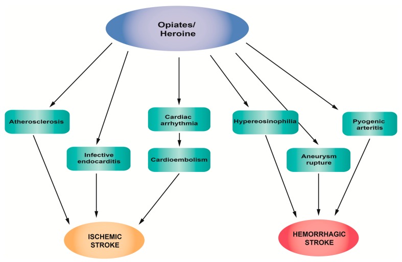 Pathophysiological mechanisms of stroke associated with opiate/heroin abuse.