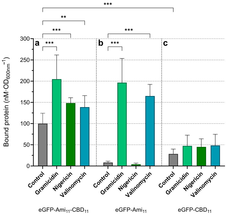 Lys11 binding to S. aureus cells is enhanced by collapsing the PMF. Cells of strain RN4220 harvested in TSBca were treated with gramicidin, nigericin, valinomycin or ionophore solvent (“Control”) as in Figure 1. Following treatment, 100 nM of eGFP-Ami11-CBD11 (a), eGFP-Ami11 (b) or eGFP-CBD11 (c) was added to samples and further incubated for 10 min. After removal of free protein, the amount of eGFP fusion bound to cells was quantified by fluorimetry (see Section 4.5). The data represent means ± standard deviation from at least 6 independent experiments. Asterisks denote significant differences according to two-way ANOVA test, followed by Tukey post hoc test (** p < 0.01; *** p < 0.001).