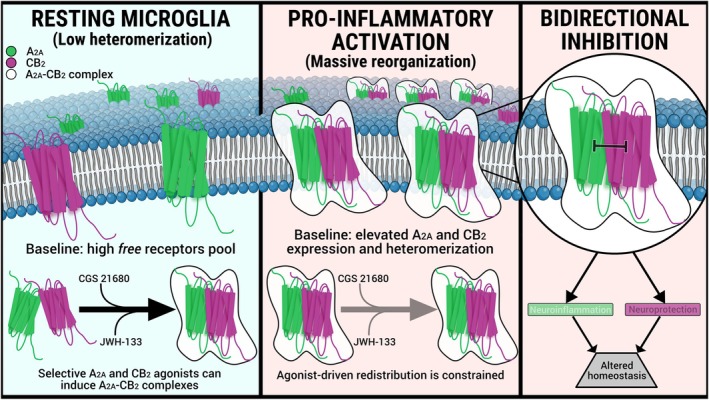 Proposed model of inflammation‐dependent repartitioning of A2A and CB2 receptors. The schematic summarizes how pro‐inflammatory activation with LPS + IFN‐γ changes the organization of A2A and CB2 receptors from a resting condition characterized by a substantial non‐interacting A2A receptor population toward an activated condition in which a larger proportion of MolBoolean‐detectable receptor‐associated signal corresponds to A2A–CB2 heteromeric complexes. This model illustrates receptor repartitioning as a structural and organizational change in microglia. Potential consequences for A2A and CB2 receptor signaling are inferred from previous functional studies and remain to be directly tested in the experimental paradigm used here.