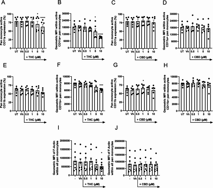 Short-term THC treatment inhibits monocyte expression of high-affinity LFA-1 and MAC-1 integrins, as well as actin polymerization. (A-J) Pan monocytes were either untreated, treated with Vehicle (0.03% ethanol; Vh), THC, or CBD (0.5, 1, 5, 10 µM) for 1 hour at ambient temperature. Following the incubation, cells were immediately surface-stained utilizing antibodies directed against active conformations of integrins LFA-1 (CD11a), MAC-1 (CD11b), or F-Actin, then assessed by flow cytometry. (A, C, E, G) Represent the percent of monocytes expressing the active conformations of LFA-1 (A, C) or MAC-1 (E, G). (B, D, F, H) Represent the geometric MFI within monocytes expressing the active conformations of LFA-1 (B, D) or MAC-1 (F, H). (I, J) Represent the geometric MFI of F-actin within all pan monocytes. (A-J) Asterisks denote statistically significant differences from the Vh control in each group (*p < 0.05, ***p < 0.001, ****p < 0.0001) as determined by repeated measures one-way ANOVA with Dunnett's post hoc test. All graphs show the mean ± S.E.M. (A-H) (n = 6), (I and J) (n = 8)