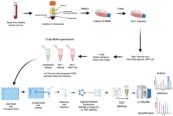 Diagram of experimental design focusing on HIV-1-infected MDM secretome after exposure to JWH-133. Colors in the tube of isolation of monocytes indicates the separation of blood components (yellow = plasma; blue = lymphocytes, monocytes, and platelets, white = granulocytes, and red = red blood cells). In the tubes of 13 dpi MDM supernatants, green color represents uninfected samples, whereas red color represents HIV-positive samples. Colors in the TMT labeling indicate the 11 different molecular weight tags added to peptide samples prior to mass spectrometry analysis.